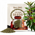 Yerba Mate Seeds (Ilex paraguariensis) Packet of 10 Seeds - Palm Beach Seed Company