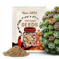 Echeveria mix seeds premium selection, pink succulent, rare succulent,  20 seeds [SEEDS ONLY]