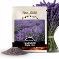 Lavender, English | 100 Seeds | Medicinal | Culinary Herb | Non GMO | Lavandula angustifolia