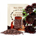 Chocolate Sunflower Seeds – Heirloom, Deep Brown Blooms, Medicinal & Culinary Plant, Garden Favorite, Easy to Grow | 25 Seeds