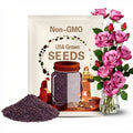 30 Seeds | Purple Fragrant Plum Grandiflora Rose Seeds -Perennial - Authentic Seeds - Late Winter to Early Spring Planting Time #1030.