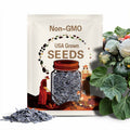 Blue Hubbard Winter Squash Heirloom Seeds - Vining, Teardrop, Trap Crop, Hard Skin, Open Pollinated, Non-GMO