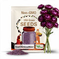 100s|Strawflower Seeds-Purple Red-Perennial -Authentic Seeds-Flowers -Organic. Non GMO -Vegetable Seeds-Mix Seeds for Plant-.#K003.