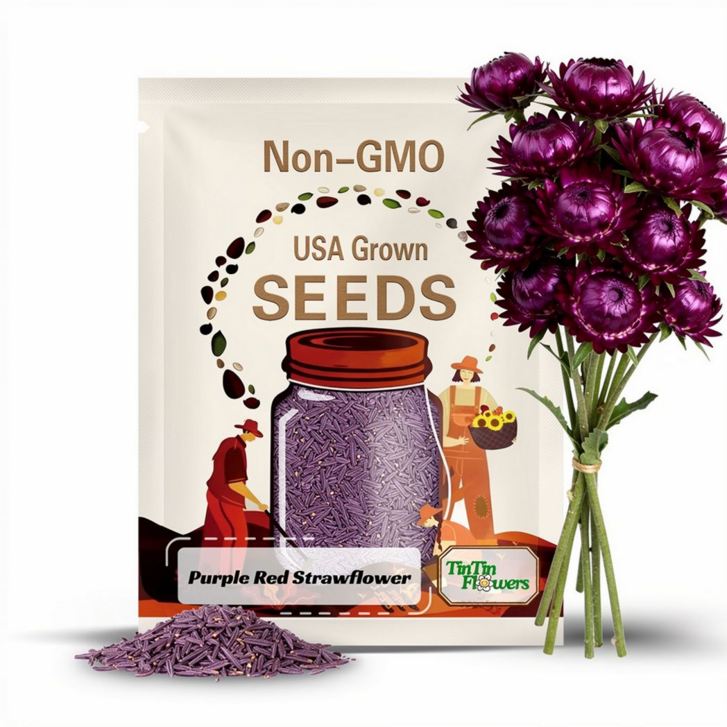 100s|Strawflower Seeds-Purple Red-Perennial -Authentic Seeds-Flowers -Organic. Non GMO -Vegetable Seeds-Mix Seeds for Plant-.#K003.