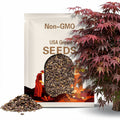 Bloodgood Japanese Maple Tree (Acer Palmatum 'Bloodgood') Seeds